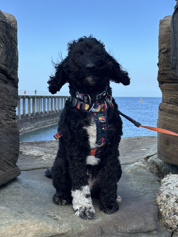 Poppy sitting by the sea