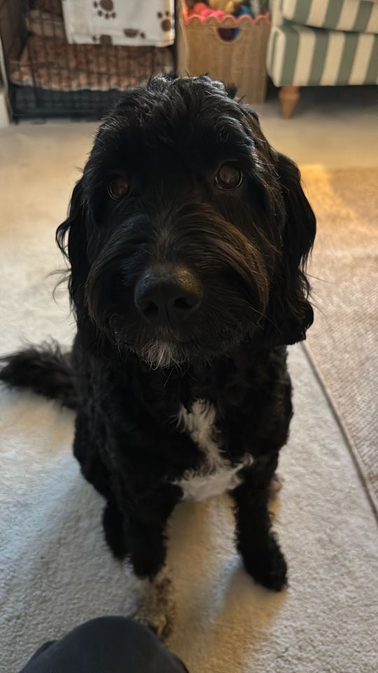 Poppy gazing up with hopeful eyes
